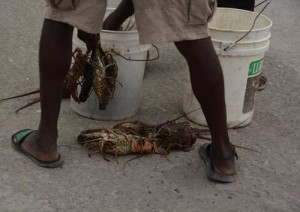 lobsters-haiti