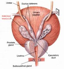 facts about prostate and vasectomy