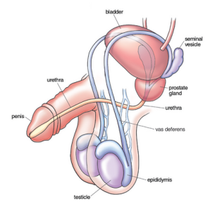 male_anatomy-pre