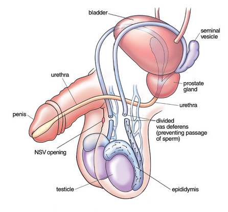 How much is testosterone