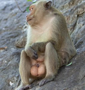 small-scrotal-hematomas-after-vasectomy-usually-absorb-quicker-than-large-hematomas