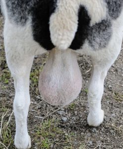 a-large-scrotal-hematoma-would-be-painful-and-happen-within-24-hours
